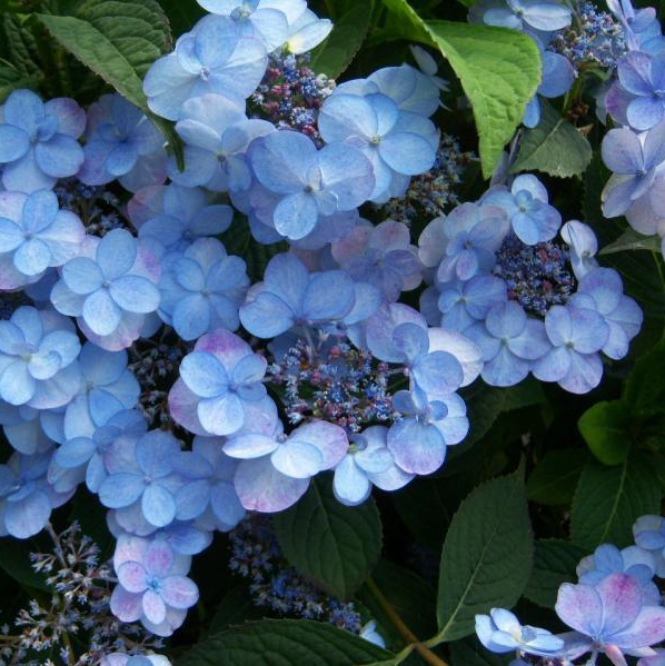 Гортензия пильчатая Саммер Глоу